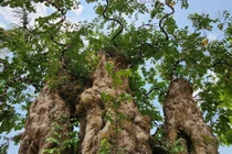 Chiêm ngưỡng vườn bonsai cổ thụ tiền tỷ của 9X Đắk Lắk