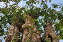 Chiêm ngưỡng vườn bonsai cổ thụ tiền tỷ của 9X Đắk Lắk