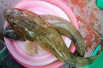 Loài cá xấu xí xưa cho lợn ăn nay 300.000 đồng/kg