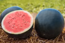 Tận thấy loại dưa hấu giá đắt đỏ 160 triệu đồng/quả 