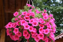 6 loại cây chịu nắng tốt, dễ trồng tại ban công chung cư