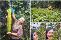 Khu vườn giản dị ngập rau trái của diễn viên Tú Oanh