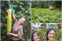 Mãn nhãn khu vườn ngập rau trái của diễn viên Tú Oanh