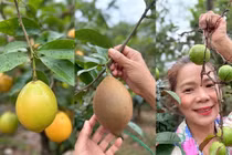 Vườn cây trĩu quả 'đếm mỏi tay' của nữ đại gia Vbiz thích làm nông 