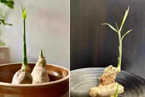 Ngắm gừng bonsai đẹp mê mẩn gây sốt thị trường 