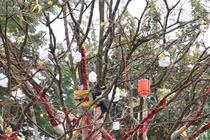 Cận cảnh cây mai vàng trăm tuổi giá gần 4 tỷ đồng