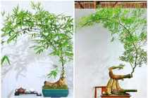 Cây mọc bờ bụi lên đời thành bonsai vài chục triệu hút khách 