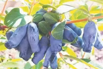 Loại quả như “ngón tay quỷ" hơn nửa triệu/kg đặc biệt cỡ nào?