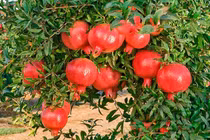 3 loại cây như "két sắt giữ lộc" trong nhà 