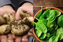 Bất ngờ 5 loại rau "đắt hơn vàng" chỉ dành cho nhà giàu 