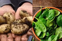 Bất ngờ 5 loại rau "đắt hơn vàng" chỉ dành cho nhà giàu 