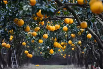 Thủ phủ bưởi Diễn tất bật vào vụ thu hoạch Tết Bính Ngọ 2026