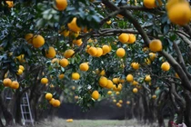 Thủ phủ bưởi Diễn tất bật vào vụ thu hoạch Tết Bính Ngọ 2026