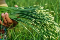 Rau "rẻ bèo" ở Việt Nam, nước ngoài gần 200.000 đồng/kg