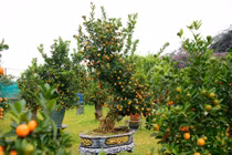 Ngắm quất mộc căn thế 'độc' chuẩn bị đón Tết Nguyên đán Bính Ngọ 2026