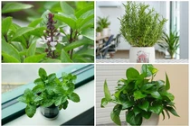 6 loại cây trồng trong bếp giúp khử mùi hiệu quả