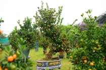 Ngắm quất mộc căn thế 'độc' chuẩn bị đón Tết Nguyên đán Bính Ngọ 2026