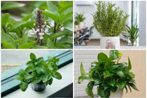 6 loại cây trồng trong bếp giúp khử mùi hiệu quả