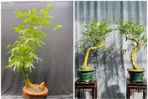 Loại cây mọc đầy đường lên đời thành bonsai giá hàng trăm triệu đồng 