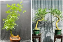 Loại cây mọc đầy đường lên đời thành bonsai giá hàng trăm triệu đồng 