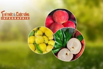 [INFOGRAPHIC] 3 loại quả Trung Quốc đắt đỏ hút khách Việt