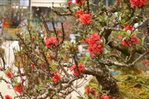 3 loại đào hút khách dịp Tết Bính Ngọ 2026