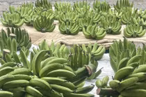 Vài trăm nghìn đồng một nải chuối xanh dịp cận Tết