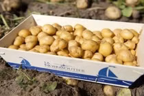 Loại củ đắt đỏ gần 30 triệu đồng/kg, chỉ một nơi có