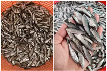 Loại cá tí hon trước "rẻ như cho" nay đắt ngang cá hồi 