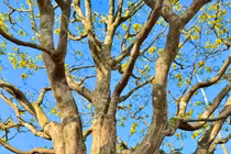 Chiêm ngưỡng mai vàng dáng thế không tì vết tiền tỷ ở Quảng Ngãi