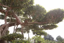 Cây sanh cổ nhất Việt Nam đổi lấy 20 lô đất, chủ không bán