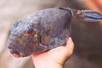 Loại cá nhìn như thủy quái, giá tiền triệu vẫn "cháy hàng"