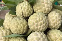 Mẹo mua na chín tự nhiên không phun thuốc, quả nào cũng ngon ngọt