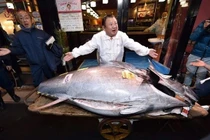 Loài cá đắt nhất thế giới gần 80 tỷ đồng có gì đặc biệt?