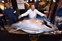 Loài cá đắt nhất thế giới gần 80 tỷ đồng có gì đặc biệt?