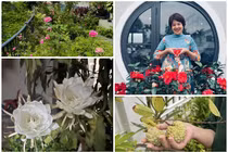 Cận cảnh khu vườn rực rỡ sắc hoa của MC Diễm Quỳnh