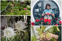 Cận cảnh khu vườn rực rỡ sắc hoa của MC Diễm Quỳnh