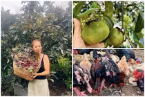 Thích mắt khu vườn 10.000m2 trĩu quả của ca sĩ Mỹ Lệ 