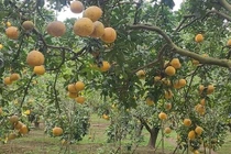 Thủ phủ bưởi Diễn rộn ràng vào mùa thu hoạch