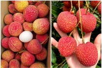 Vải trứng Hưng Yên hơn 200.000 đồng/kg vẫn "cháy hàng"