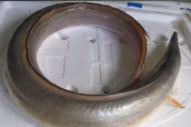 "Sững sờ" loài cá dài 2 mét gần 10 triệu một kg