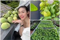 Bên trong nhà phố ngập hoa và rau xanh của Diệp Bảo Ngọc 