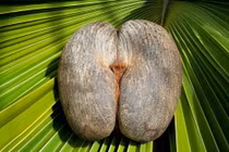 Sự thật về loại hạt khổng lồ sắp tuyệt chủng, 71 triệu đồng/hạt 