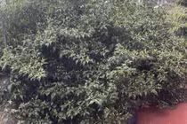 Cận cảnh cây ớt “cổ thụ” khiến 3 triệu người tò mò