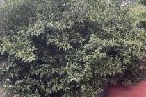 Cận cảnh cây ớt “cổ thụ” khiến 3 triệu người tò mò