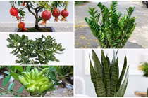 5 loại cây trồng trong nhà như "nam châm hút lộc"