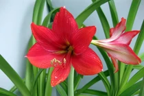 5 loại hoa "bất tử", không cần chăm vẫn nở quanh năm