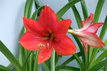 5 loại hoa "bất tử", không cần chăm vẫn nở quanh năm