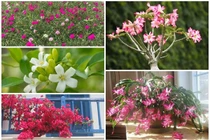 5 loại cây lười chăm sóc vẫn ra hoa kín cành 