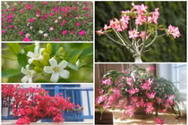 5 loại cây lười chăm sóc vẫn ra hoa kín cành 